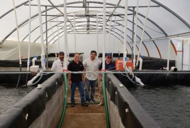 Testing the HFS system at shrimp hatchery, Mexico